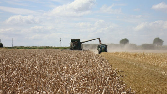 Best of This Years Harvest: Norfolk Edition